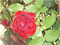 8e9f91fe-Picture 010.jpg